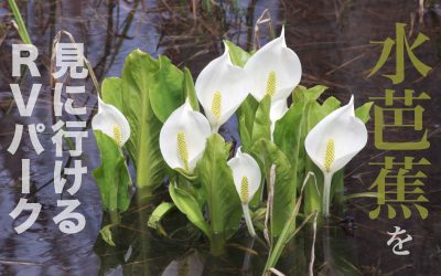 水芭蕉を見に行けるRVパーク